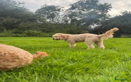 Cockapoo dogs for sale: F1 Cockapoo puppies  - Image 13