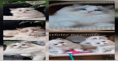 Ragdoll cats in Slough - Advert 7
