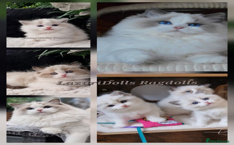 Ragdoll cats in Slough - Advert 9
