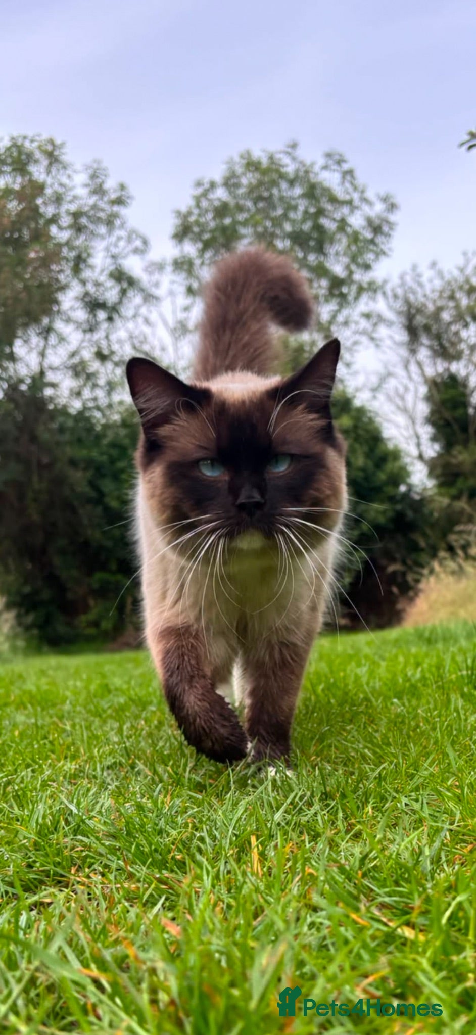Ragdoll cats Nimbus for stud! ⭐ 🐾 - Advert 1