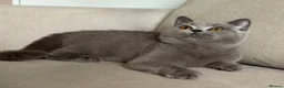 British Shorthair cats for sale: ✨ GCCF BEAUTIFUL KITTENS ✨ - Advert 7