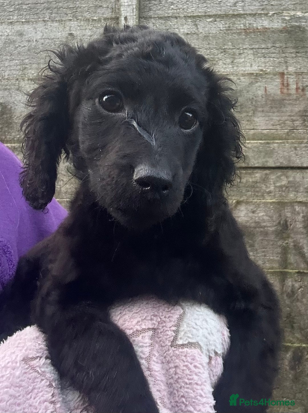 Cockapoo dogs for sale: F2B Cockapoo Puppies - Image 6
