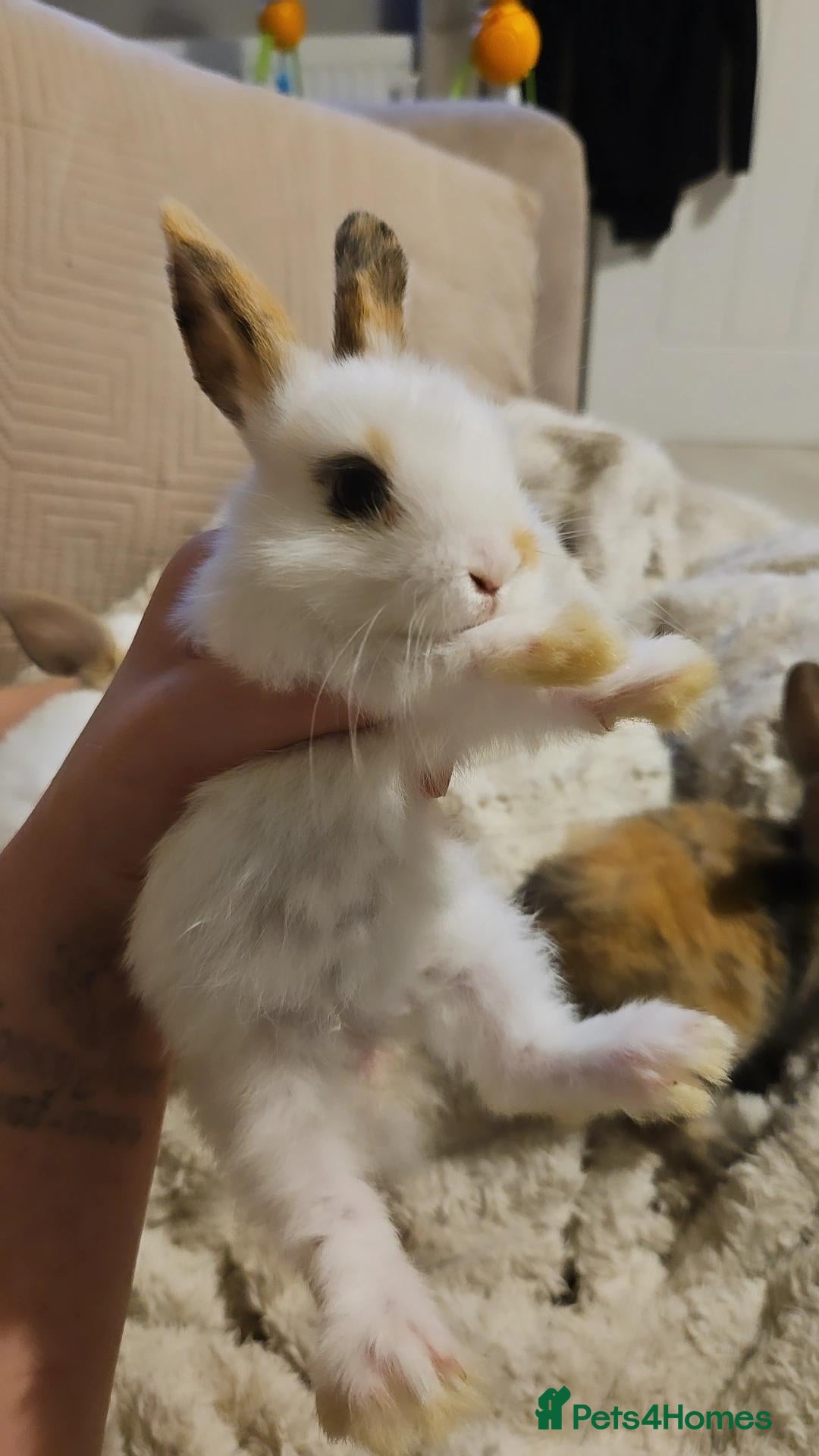 Mini Lop rabbits Baby Rabbits - Advert 2