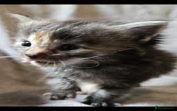 Maine Coon cats for sale: Beautiful supper fluffy mainecoon cross kittens - Image 5