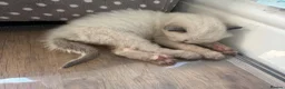 Ragdoll cats for sale: Ragdoll Kittens in Brighton - Advert 15