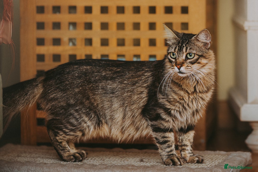 Persian cats for adoption: Carla, Persian cross, aged 7 - Advert 5