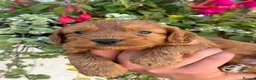 Cockapoo dogs for sale: Stunning F1 Cockapoos - Advert 4