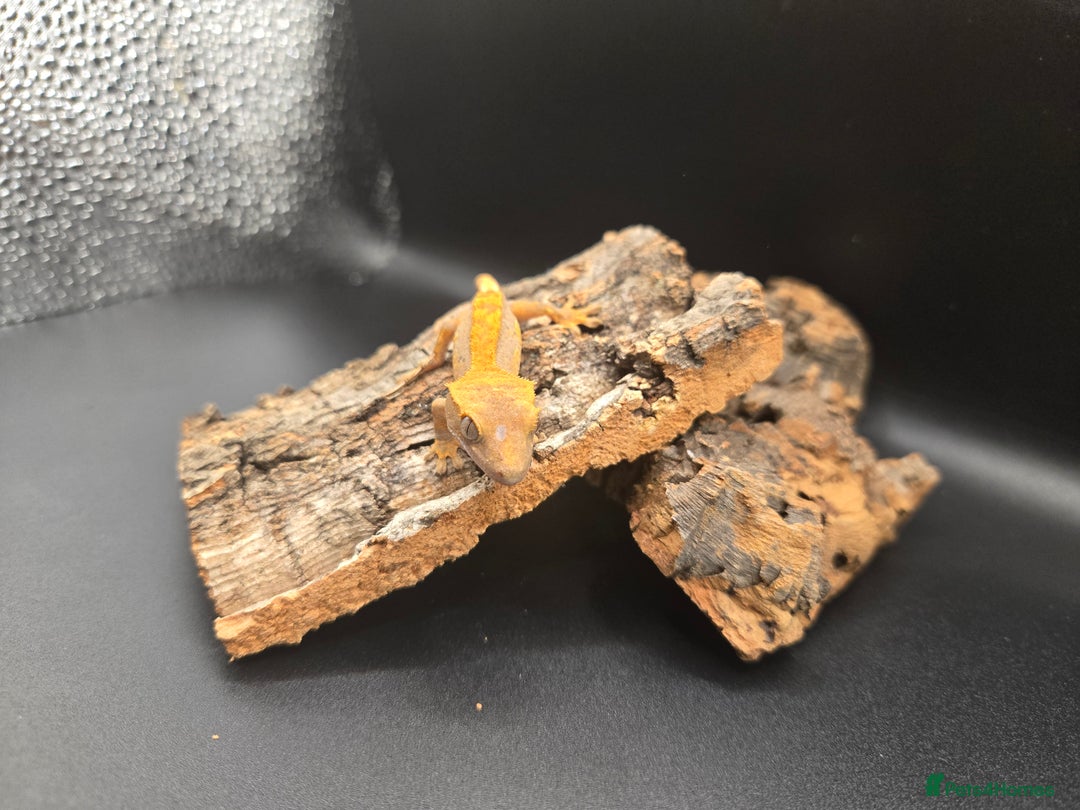 Gecko reptiles for sale: Baby Crested Geckos - Image 5