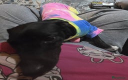 Mixed Breed dogs for sale: Loving Dog needs Loving Home  - Image 7