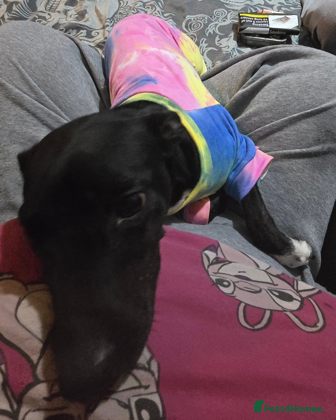 Mixed Breed dogs for sale: Loving Dog needs Loving Home  - Image 7