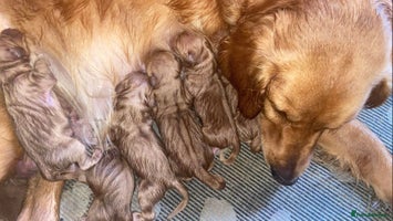 Golden Retriever dogs - Advert 12