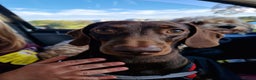 Miniature Dachshund dogs for stud: Chocolate and Tan Smooth Coat STUD  in Pontypridd - Advert 13