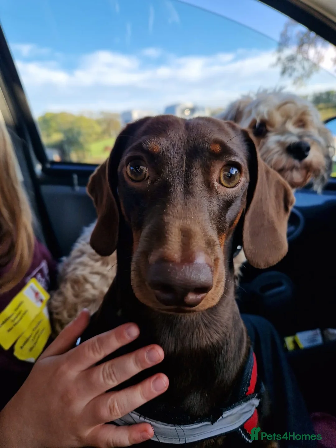 Miniature Dachshund dogs for stud: Chocolate and Tan Smooth Coat STUD  in Pontypridd - Advert 13