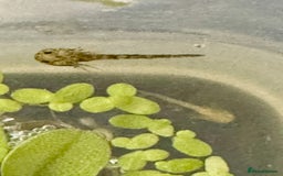 Other/Mixed Breed fish for sale: Axolotls - Image 4