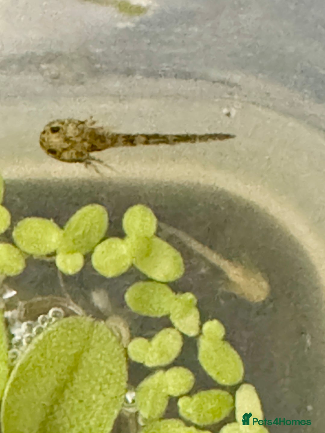 Other/Mixed Breed fish for sale: Axolotls - Image 4