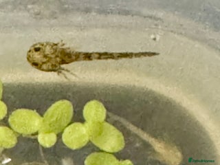 Other/Mixed Breed fish Baby Axolotls Looking for Homes - Advert 11