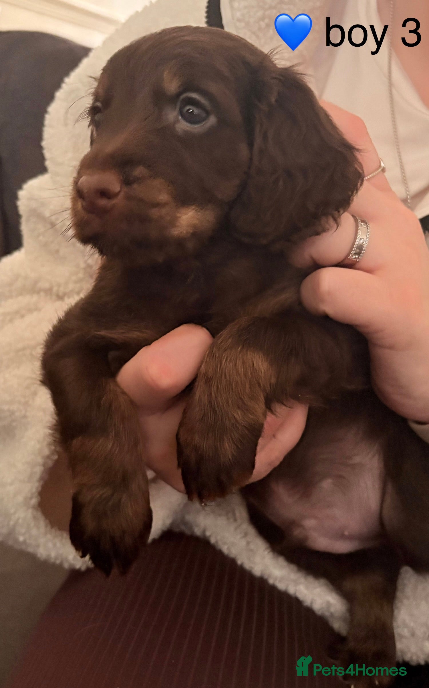 Cockapoo dogs F1B cockerpoo’s ready to leave 22nd January  - Advert 6