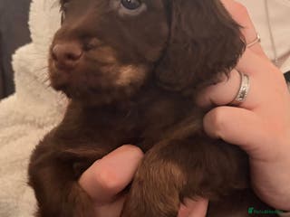 Cockapoo dogs F1B cockerpoo’s ready to leave 22nd January - Advert 6