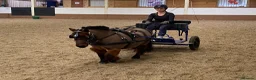 Shetland pony horses for sale: Child’s best friend  in Burton-on-Trent - Advert 10
