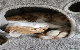 Mixed Breed cats for adoption: Male Rescue Cat for Indoor Adoption - Image 7