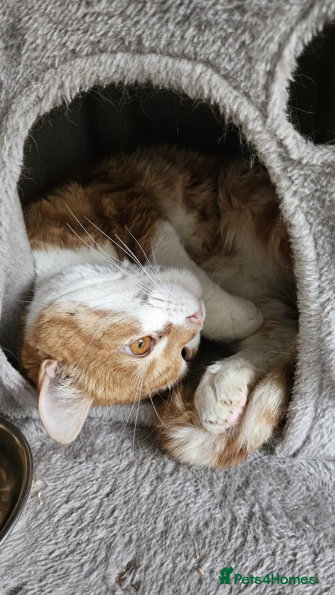 Mixed Breed cats for adoption: Male Rescue Cat for Indoor Adoption - Image 7