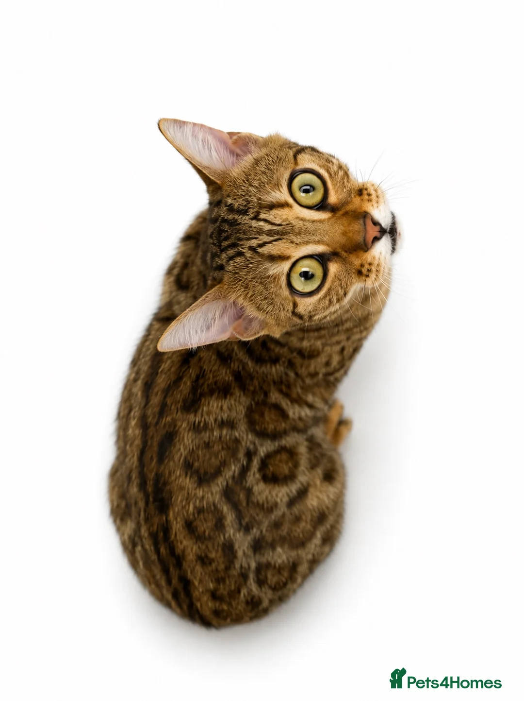 Bengal cats for sale: 🐆F6 Pedigree Bengal Kittens | TICA Registered in Leeds - Advert 2