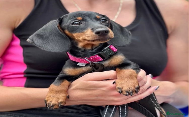 Miniature Dachshund dogs - Advert 4