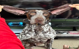 German Shorthaired Pointer dogs for sale: Kash German Shorthaired Pointer  - Image 2