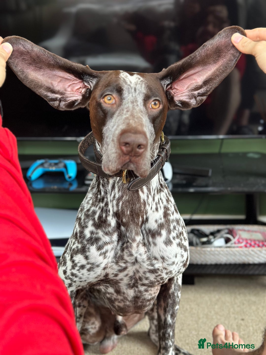German Shorthaired Pointer dogs for sale: Kash German Shorthaired Pointer  - Image 2