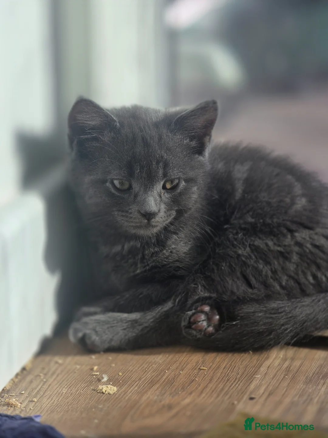 Turkish Angora cats for sale: Adorable kittens ready to be rehomed! - Advert 2