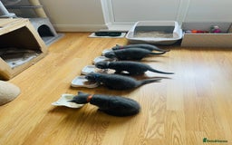 Scottish Fold cats for sale: PURE BREED SCOTTISH FOLD KITTENS 🐾 in Twickenham - Image 19