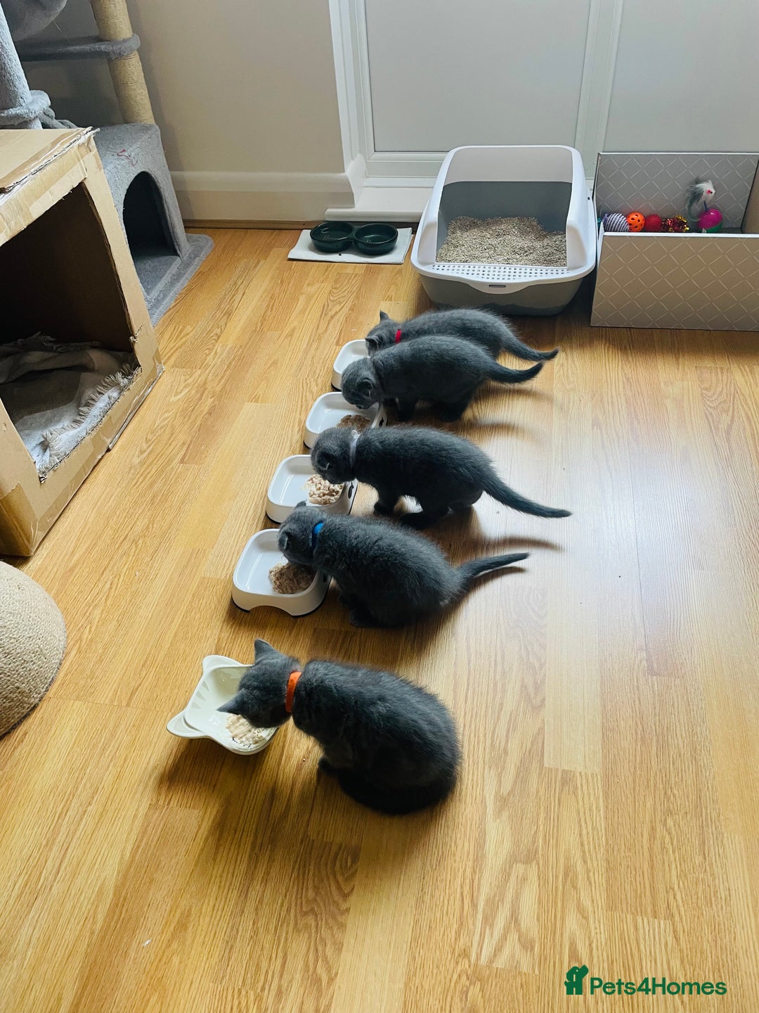 Scottish Fold cats for sale: PURE BREED SCOTTISH FOLD KITTENS 🐾 in Twickenham - Image 19