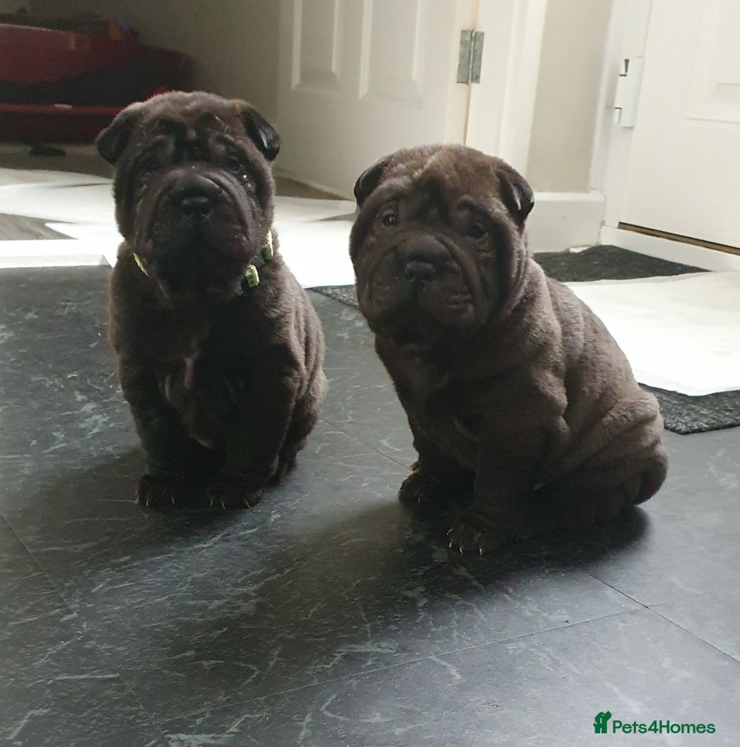 Shar Pei dogs for sale: Stunning KC Registered Shar Pei puppies - Advert 12