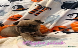 French Bulldog dogs for sale: 7 beautiful French bulldog  - Image 7