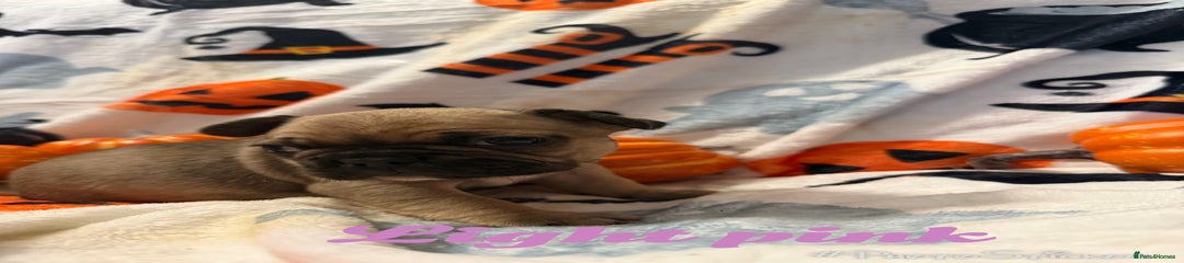 French Bulldog Puppy 6