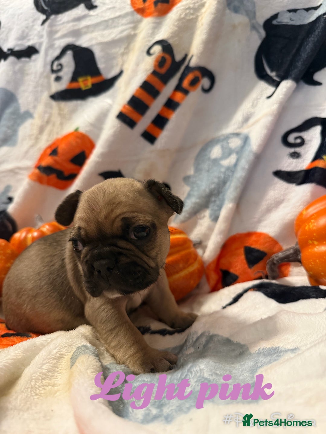 French Bulldog dogs for sale: 7 beautiful French bulldog  - Image 7