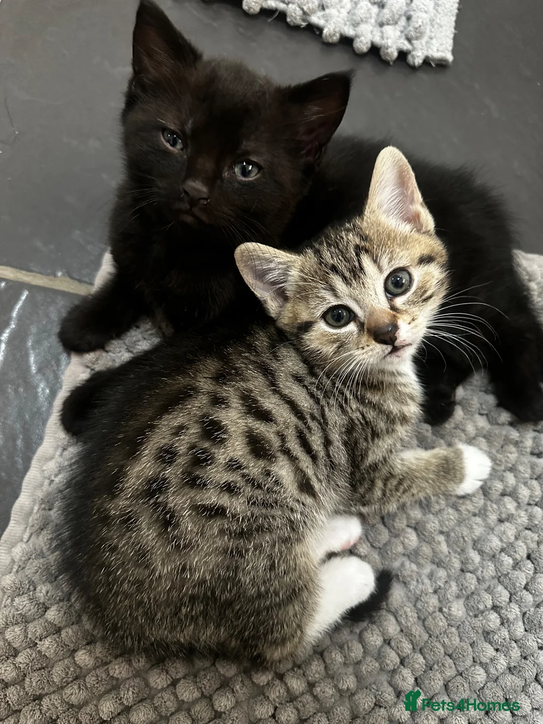 Abyssinian cats for sale: Kitten for sale in Birmingham - Advert 2