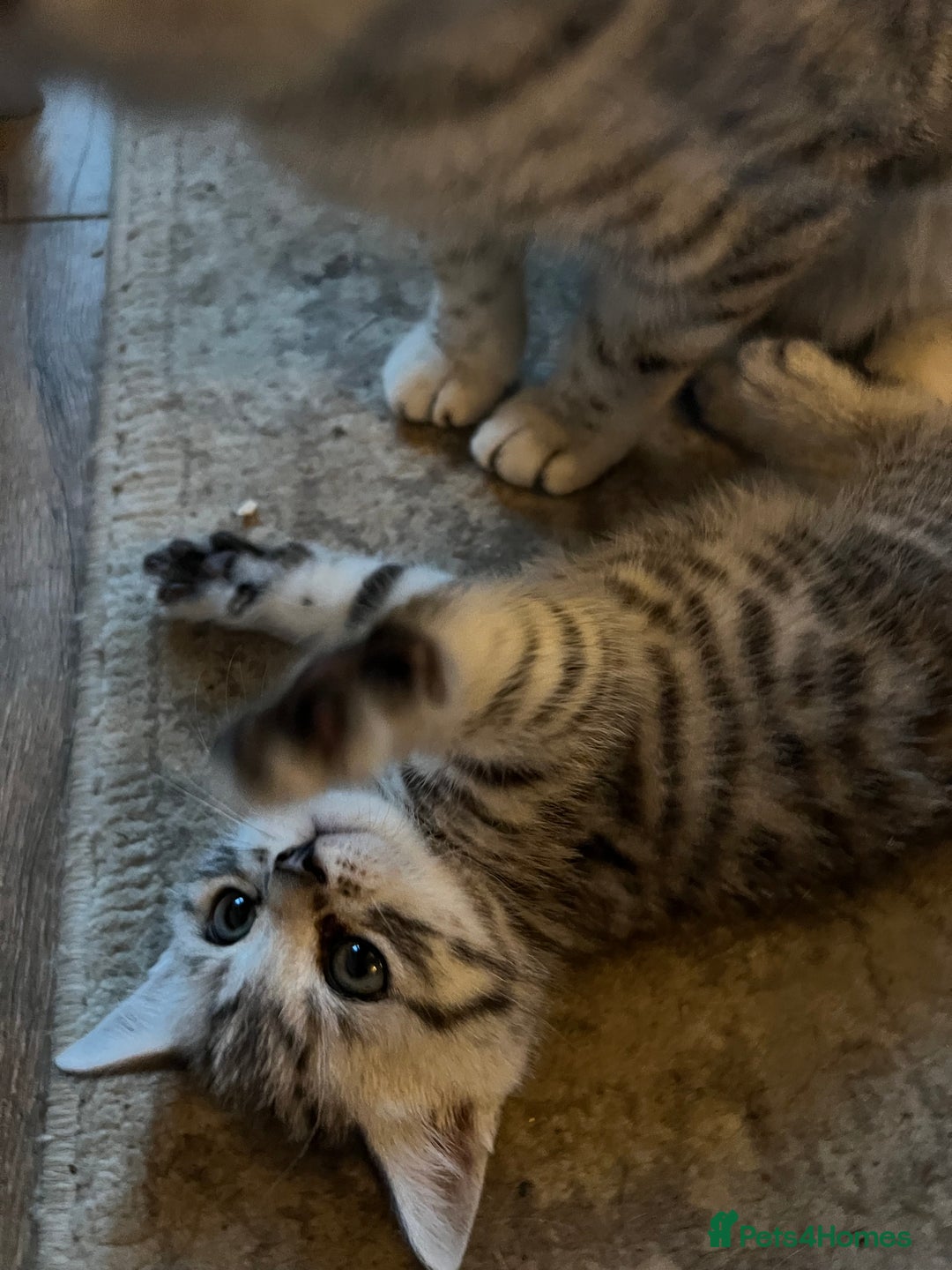 British Shorthair cats for sale: GCCF reg BSH BLACK SILVER TABBY KITTENS - Advert 5