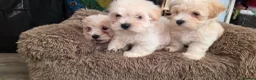 Bichon Frise dogs for sale: 2 males and 1 female ready to go  in Walsall - Advert 6