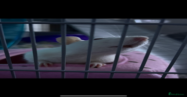 Rat rodents - Advert 8