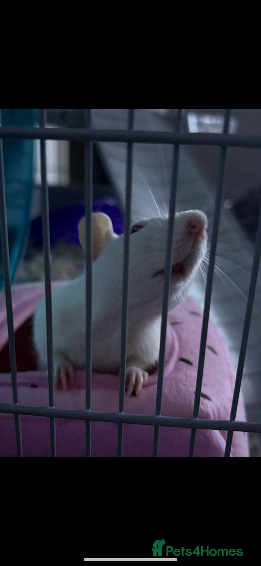 Rat rodents for sale: Female rats with cage and accessories  - Image 3