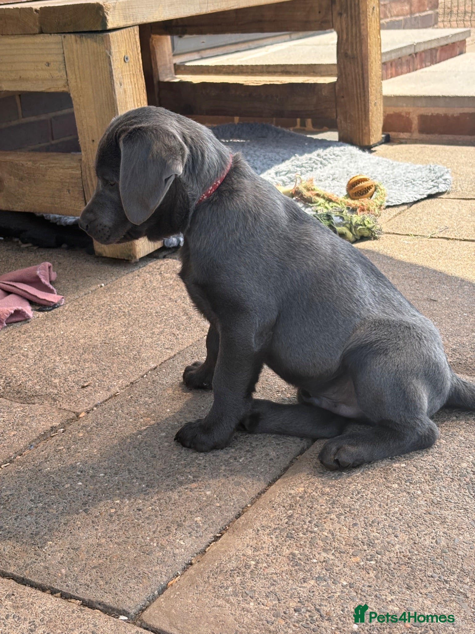 Labrador Retriever dogs Gorgeous KC Silver & Charcoal Labrador Pups - Advert 2