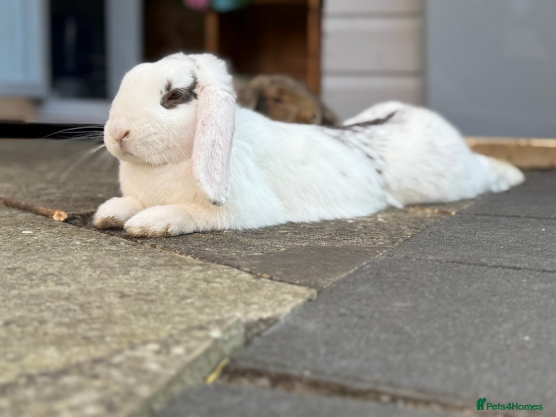 Mini Lop rabbits for sale: 3 bonded rabbits mini lops - Image 4