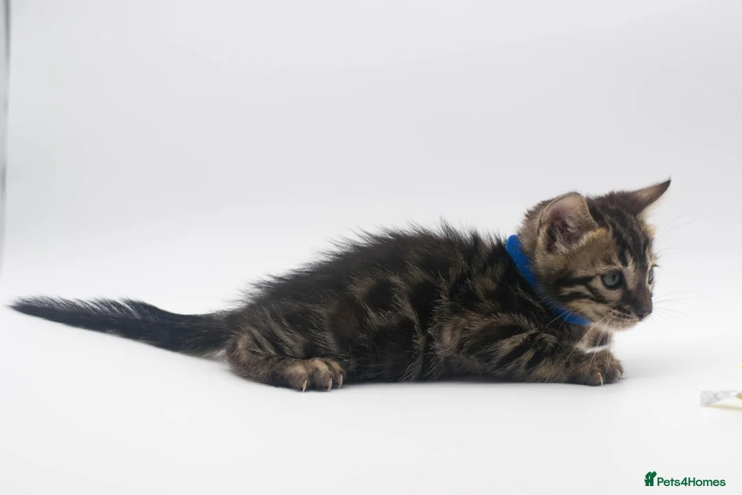 Bengal cats for sale: Beautiful Brown Bengal Boys - TICA Registered - Advert 17