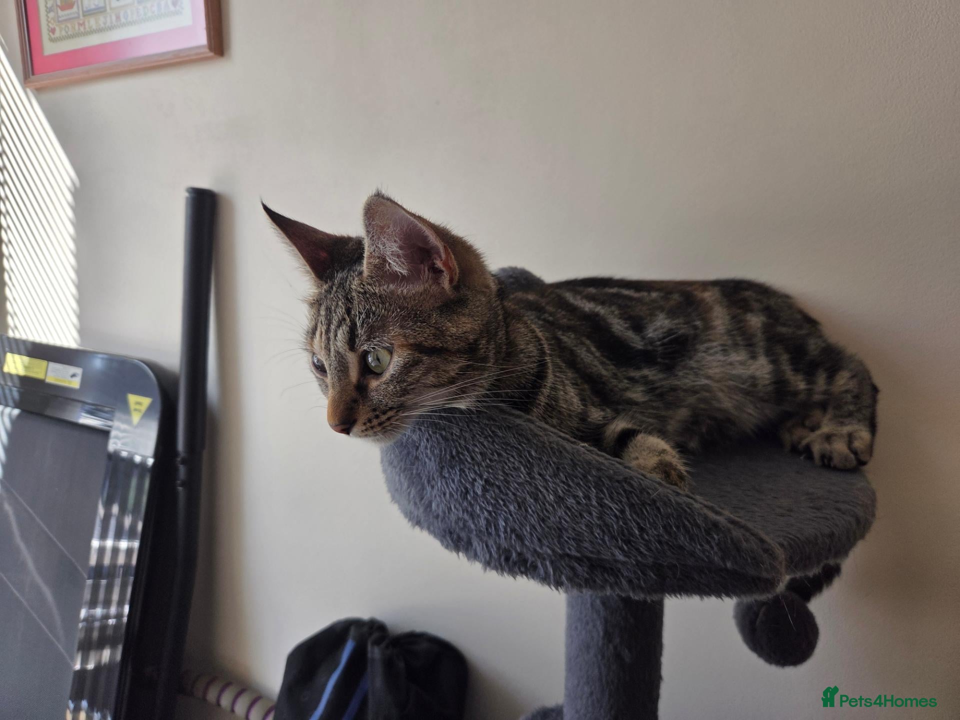 Mixed Breed cats Active, fun, healthy kittens  - Advert 2