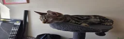 Mixed Breed cats for sale: Active, fun, healthy kittens  - Advert 1