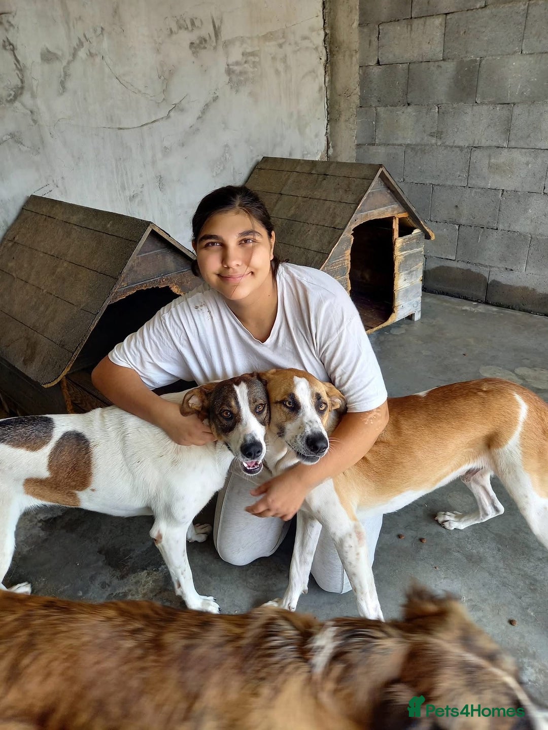 Mixed Breed dogs for adoption: Sasha. 3 yrs approx. Available for adoption. - Advert 3