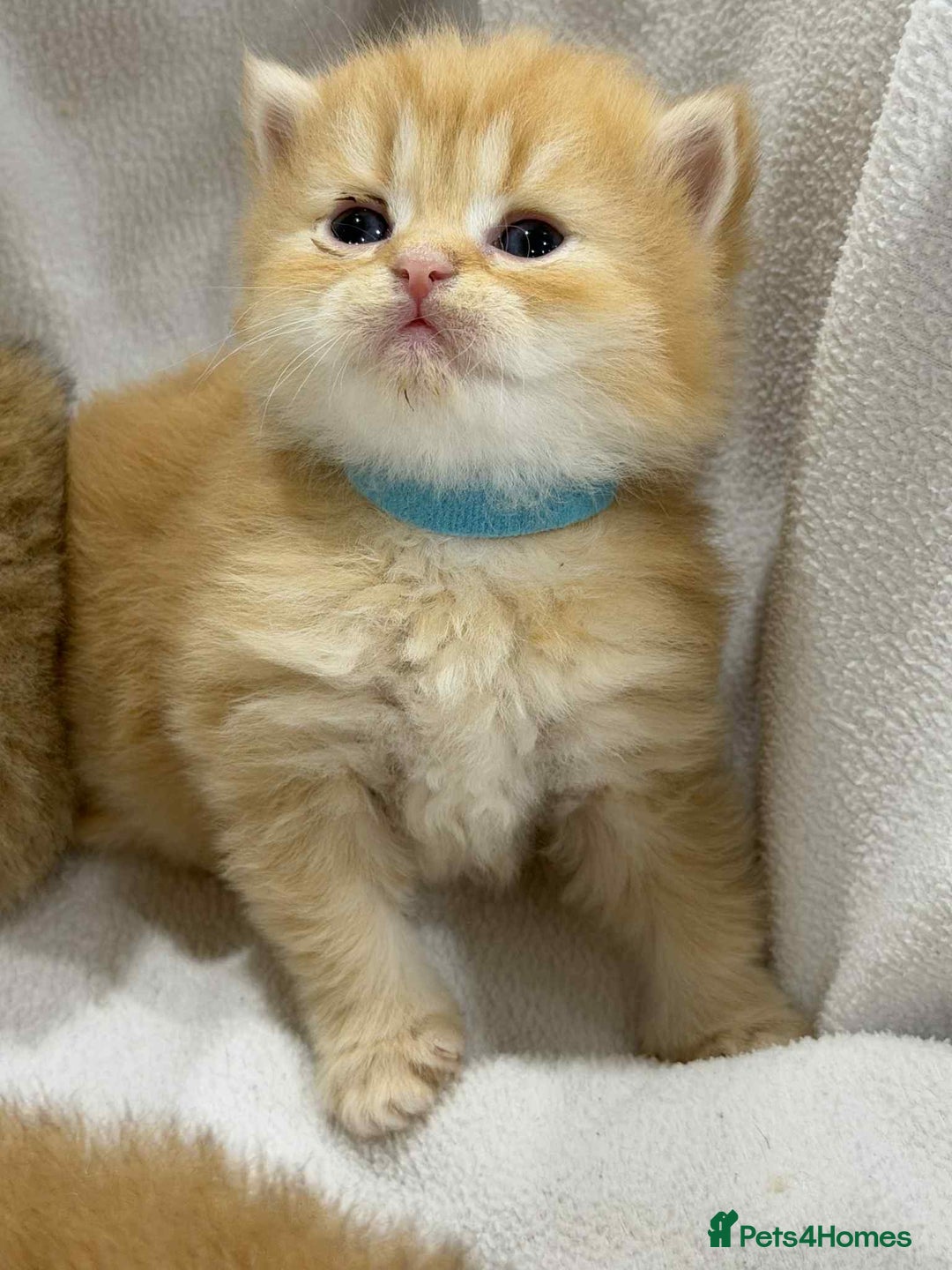 British Longhair cats for sale: ⭐️STUNNING GOLDEN BRITISH LONGHAIR TICA KITTENS⭐️ - Advert 4