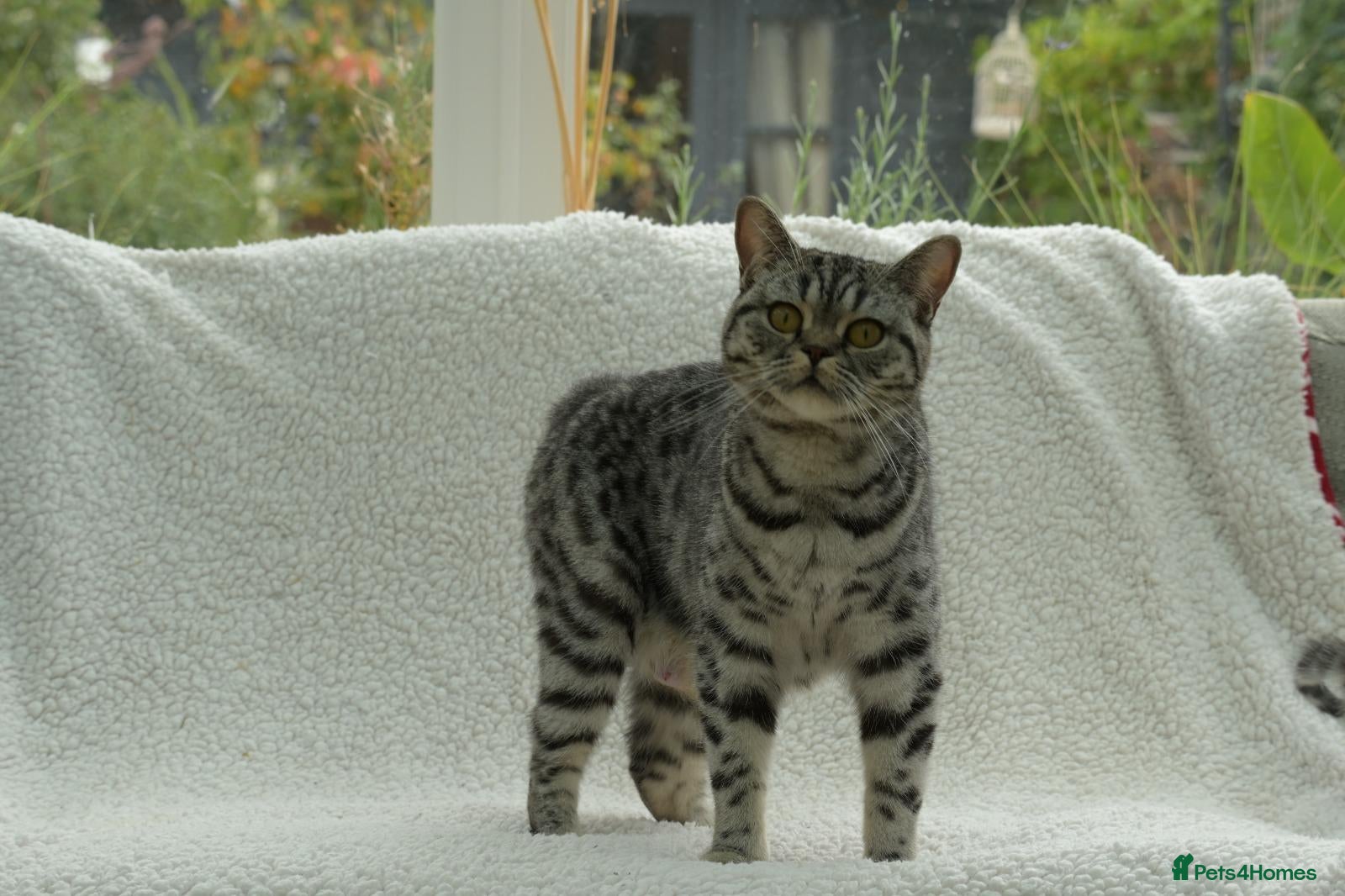British Shorthair cats Gccf registered British Shorthair silver tabby's  - Advert 1