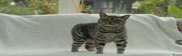 British Shorthair cats for sale: Gccf registered British Shorthair silver tabby's  - Advert 1